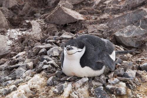Chinstrap penguin