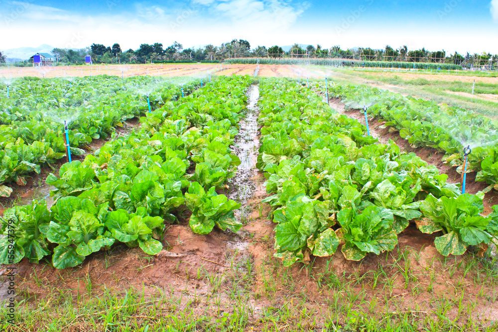 Field of Green Leaf and lettuce crops growing in rows on a farm
