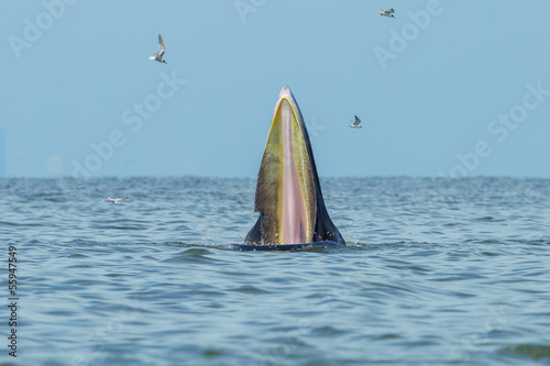 Close up of Bryde's whale open her mount with baleen inside photo