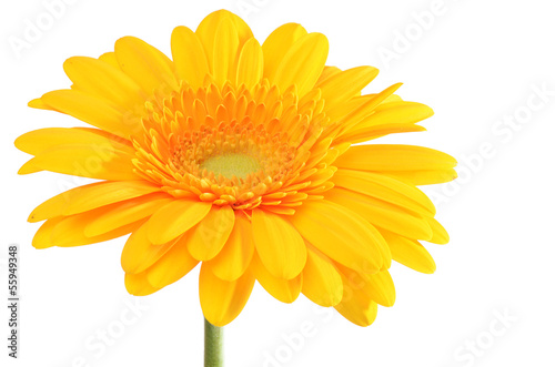 Fototapeta Naklejka Na Ścianę i Meble -  The gerbera flower isolated on white