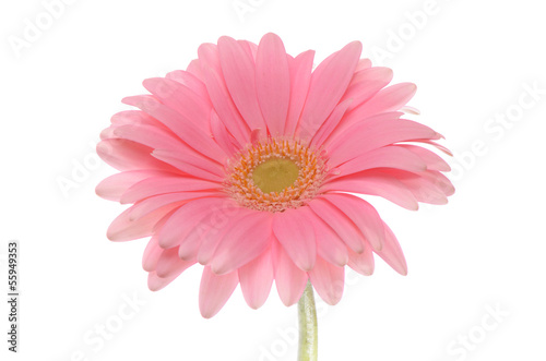 The gerbera flower isolated on white