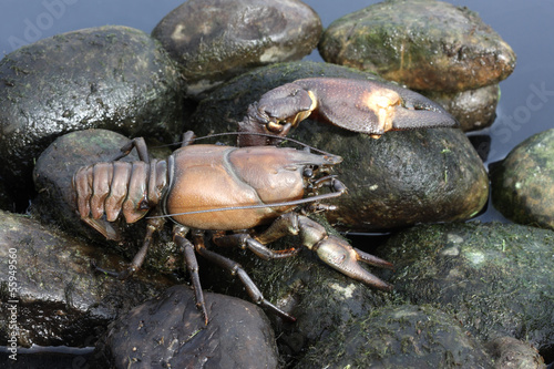 Signal crayfish  Pacifastacus leniusculus