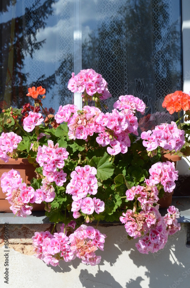 Fototapeta premium geranium