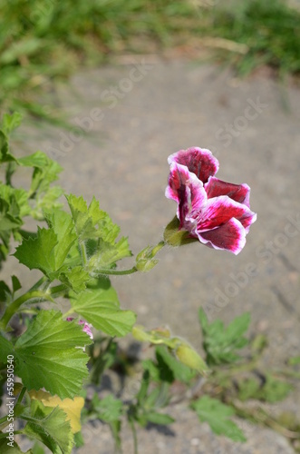 Fototapeta Naklejka Na Ścianę i Meble -  geranium