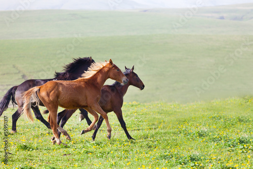 Herd of horses on a summer pasture.  © Shchipkova Elena