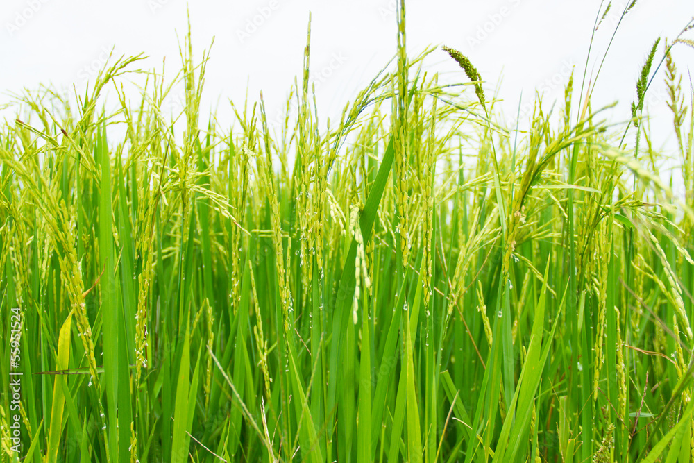 Spike in rice field Spike in rice field