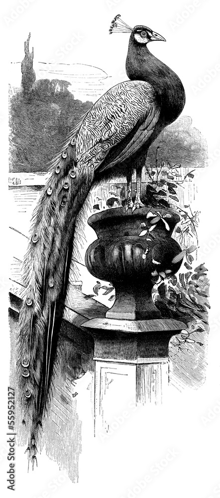Obraz premium Bird : Peacock - Paon - Pfau