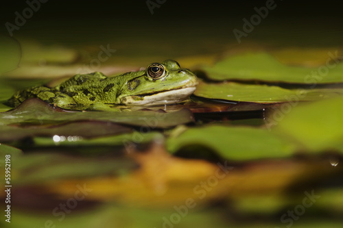 Teichfrosch photo