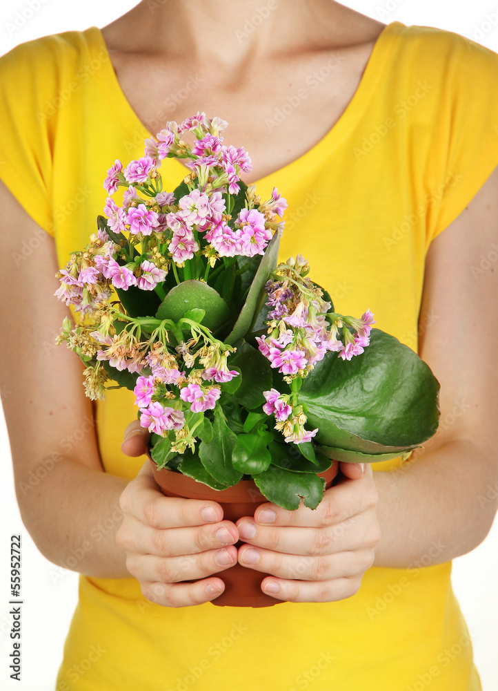 Beautiful flower in pot in hands of girl isolated on white