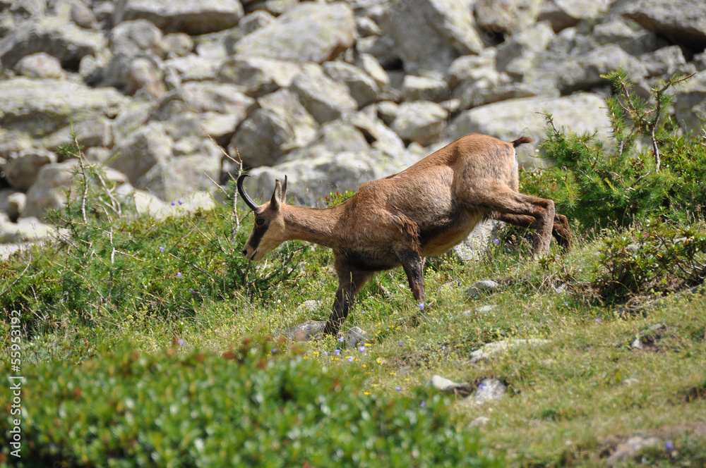 CHAMOIS sauvage