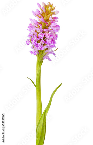 Orchis flower