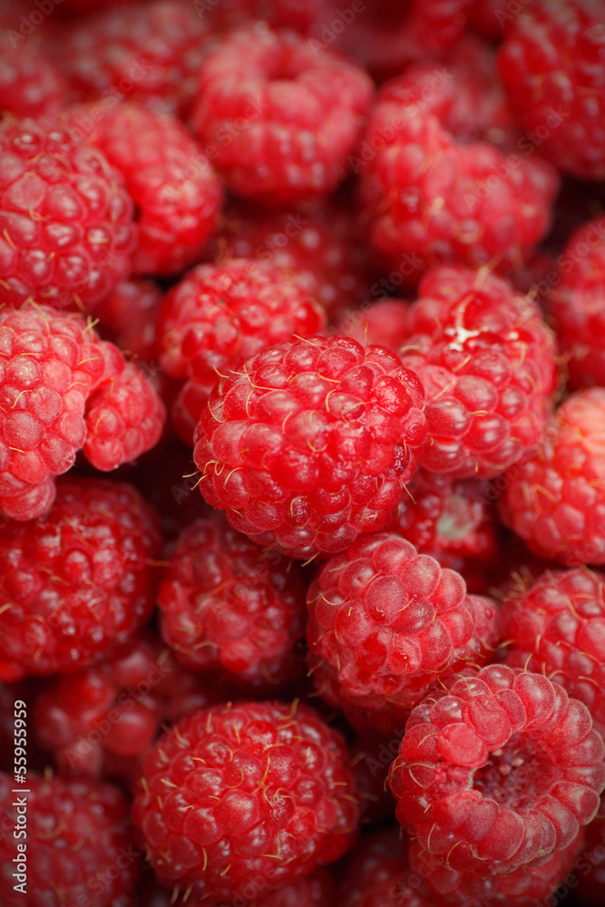 Ripe red raspberries