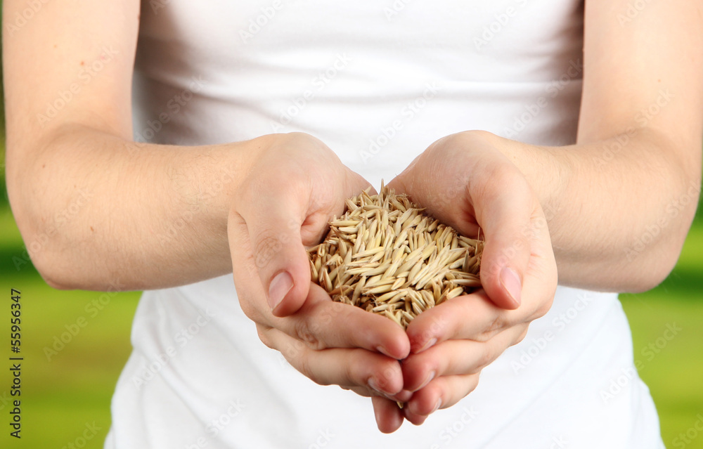 Wheat grain in female hands on natural background Wheat grain in female hands on natural background
