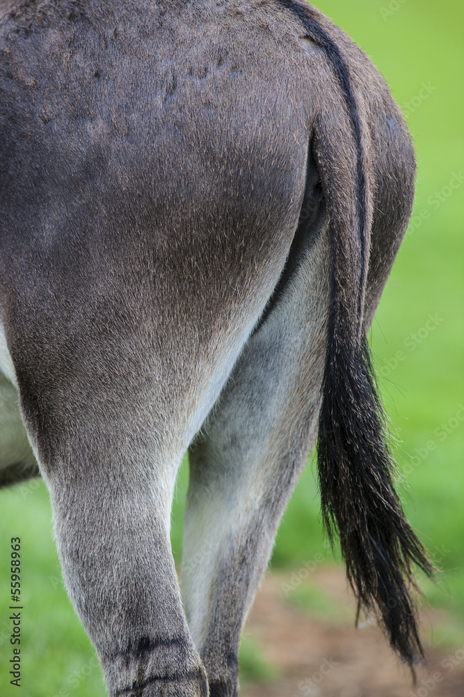Fototapeta premium Donkey Tail