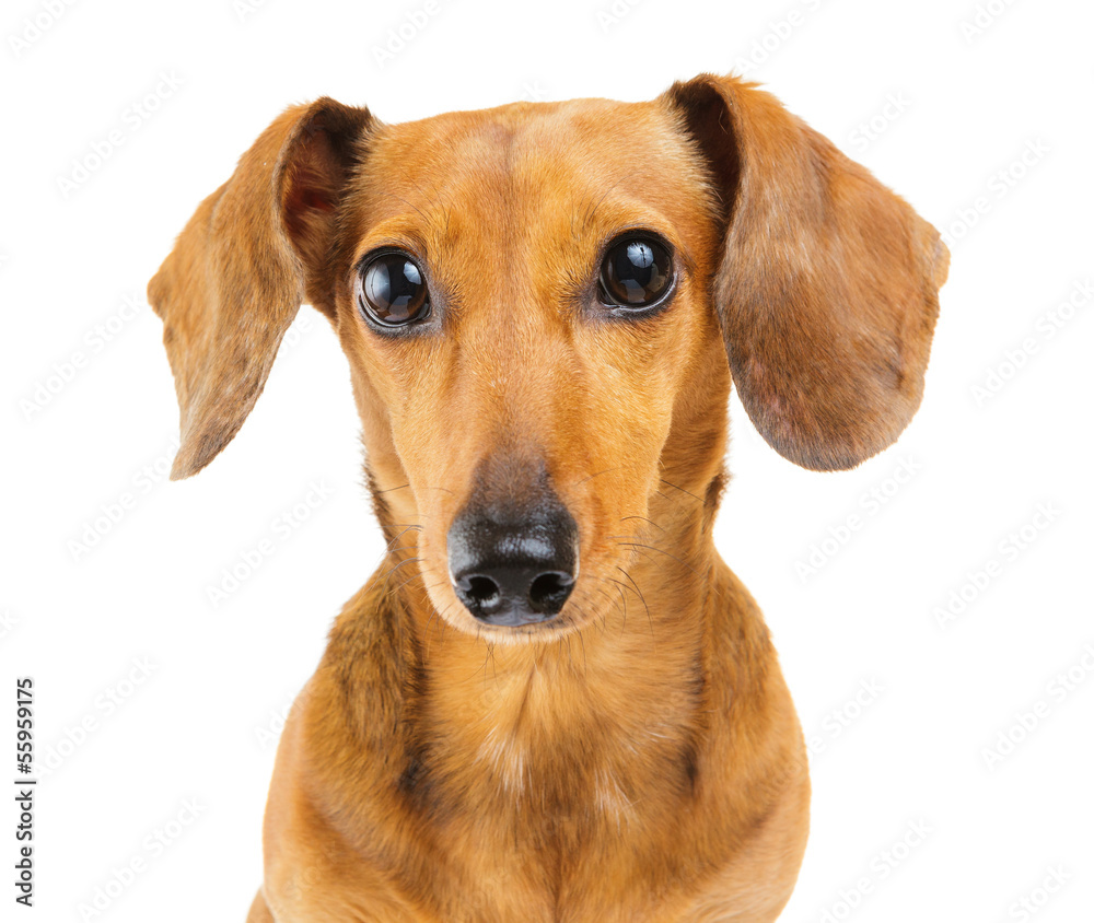 Dachshund dog