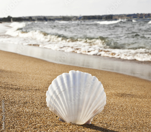 Shell on the beach