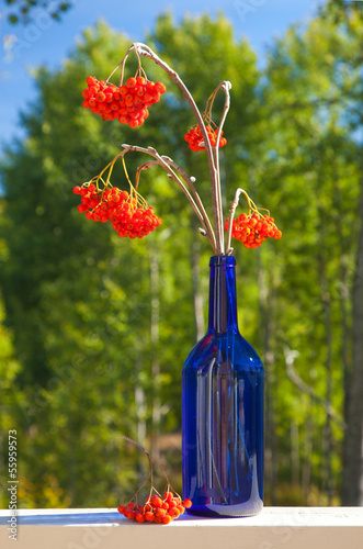 ash berry bouquet in a blue bottle photo