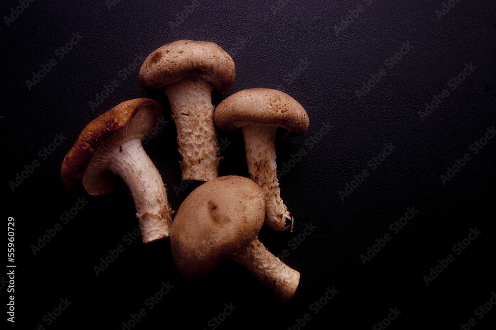 Still Life: Shiitake Mushrooms Still Life: Shiitake Mushrooms