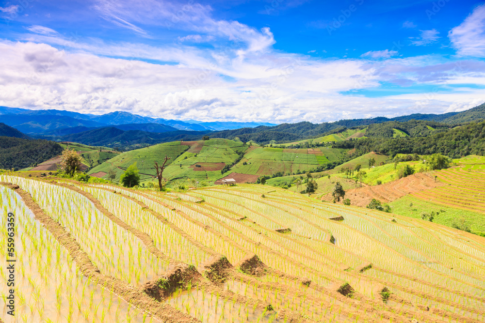 blue sky with rice terrace at chiangmai thailand