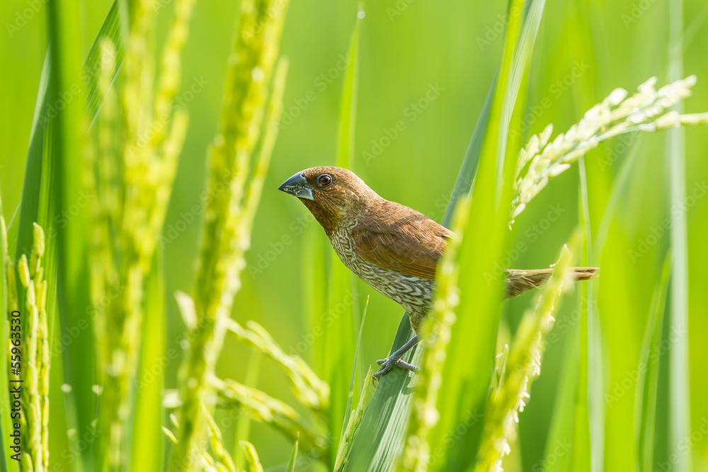 The close up of Scaly-breasted Munia on the rice field