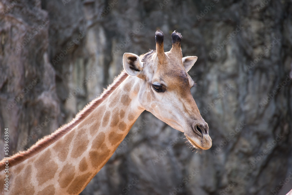 close up head of giraffe