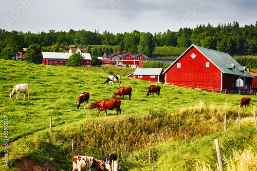 Canvas Print old farm and red cottages in rural country-side, grazing cattle