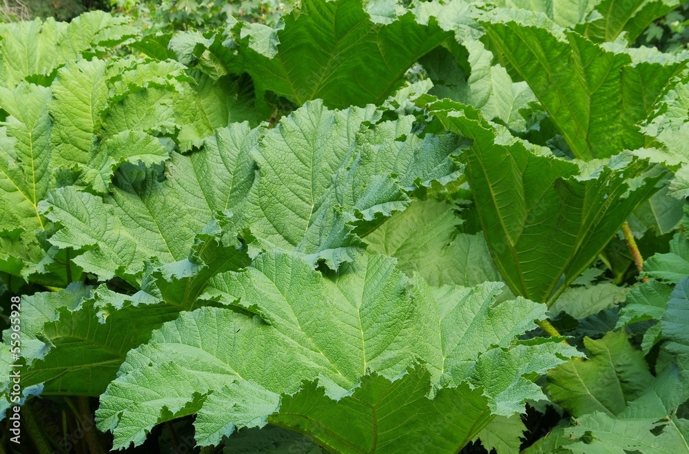 Mammutblatt - giant rhubarb 03