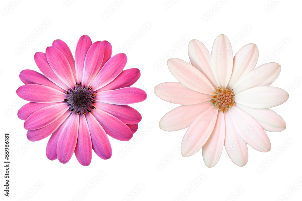 Obraz premium Rosa und weisse Margerite auf weissem Hintergrund