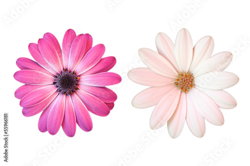 Rosa und weisse Margerite auf weissem Hintergrund