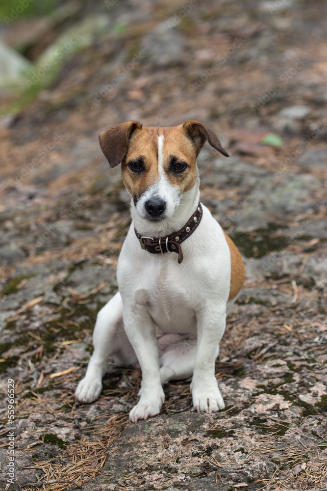terrier sitting on a rock
