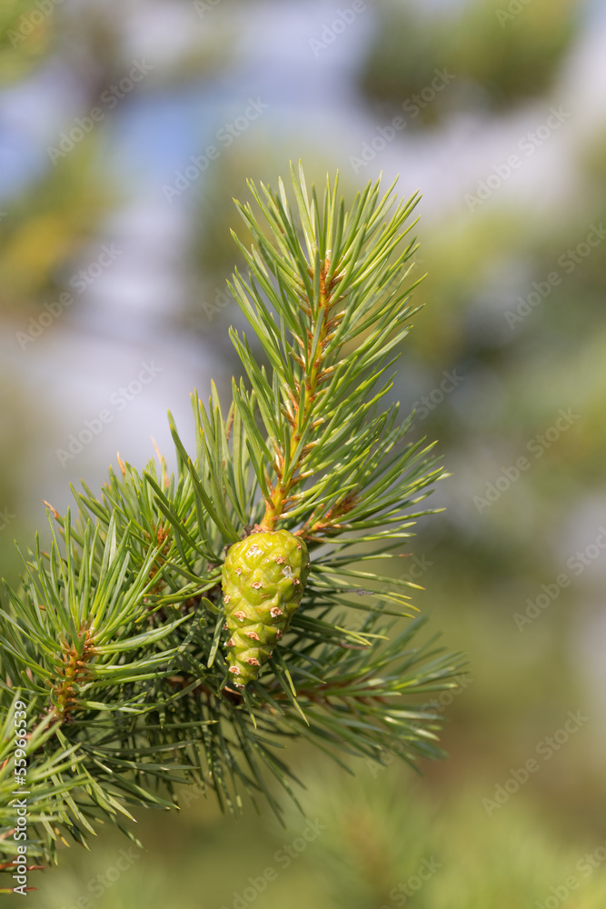 Fototapeta premium pine branch close up