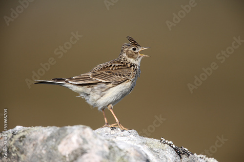 Foto Skylark, Alauda arvensis, singing, Scotland, spring