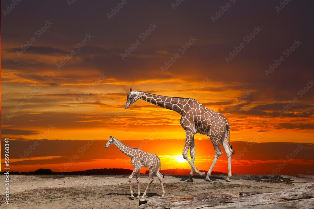Fototapeta premium Giraffe and a cub against a bright sunset