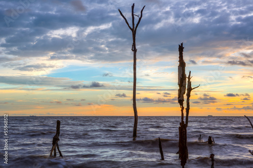Dead Trees and Sunset © akulamatiau