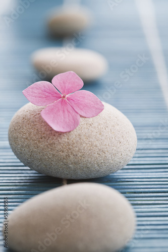 Canvas Print Zen stones and pink flowers