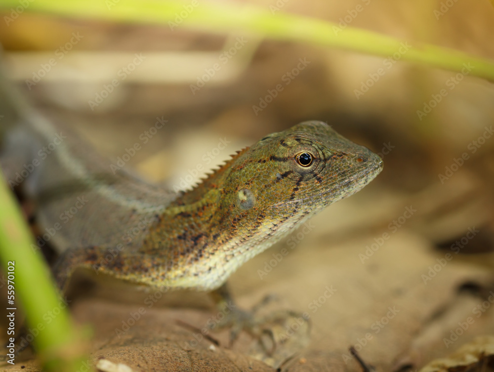 Naklejka premium Chameleon Thailand.