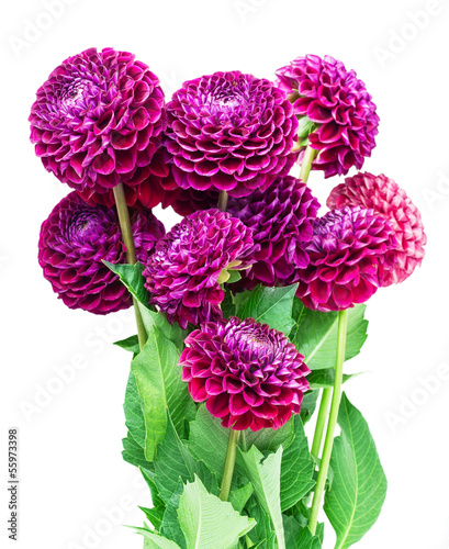 Fototapeta Naklejka Na Ścianę i Meble -  dahlia