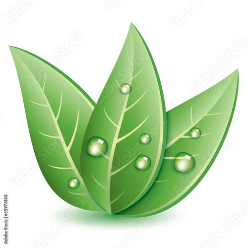 vector symbol of green leaves