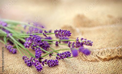 Fototapeta Naklejka Na Ścianę i Meble -  Selective focus on lavender