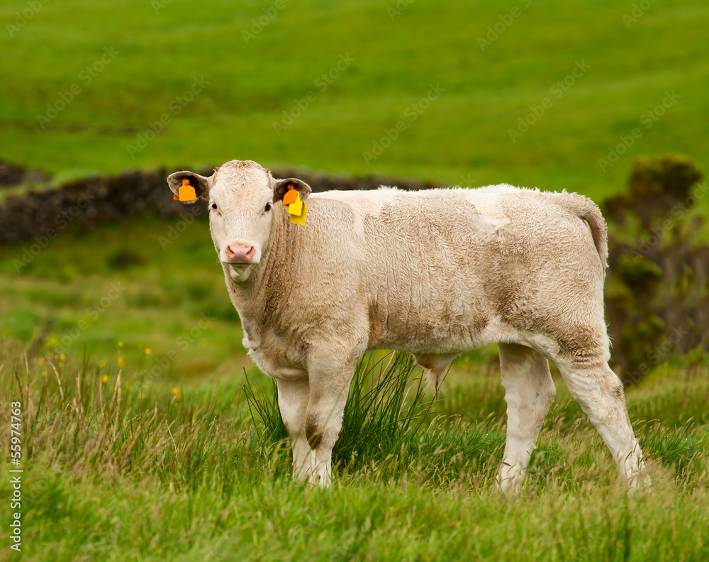 Fototapeta premium The little calf