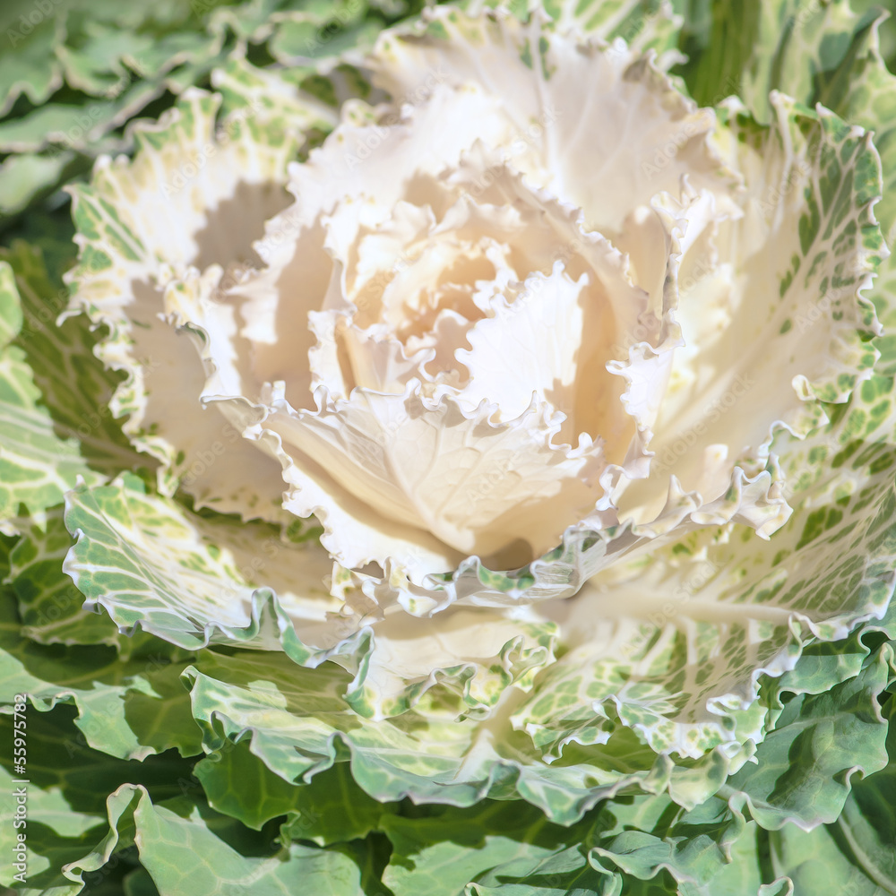 Zierkohl, Brassica oleracea, Kohlarten, Herbst, Garten StockFoto