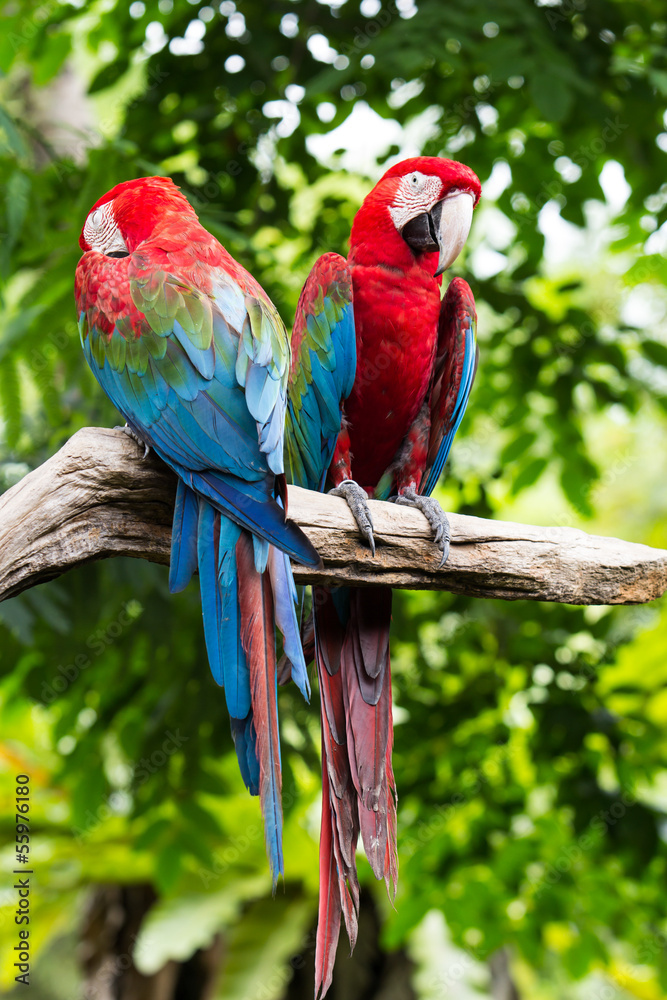 Blue-and-red macaw