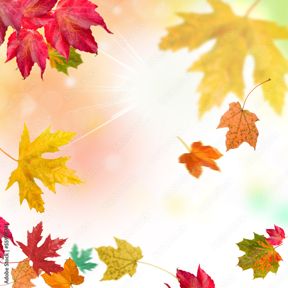 leaves autumn leaves autumn