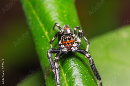 Jumping spider