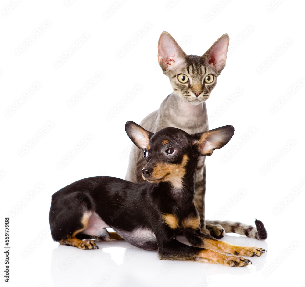 devon rex cat and toy-terrier puppy together. isolated on white