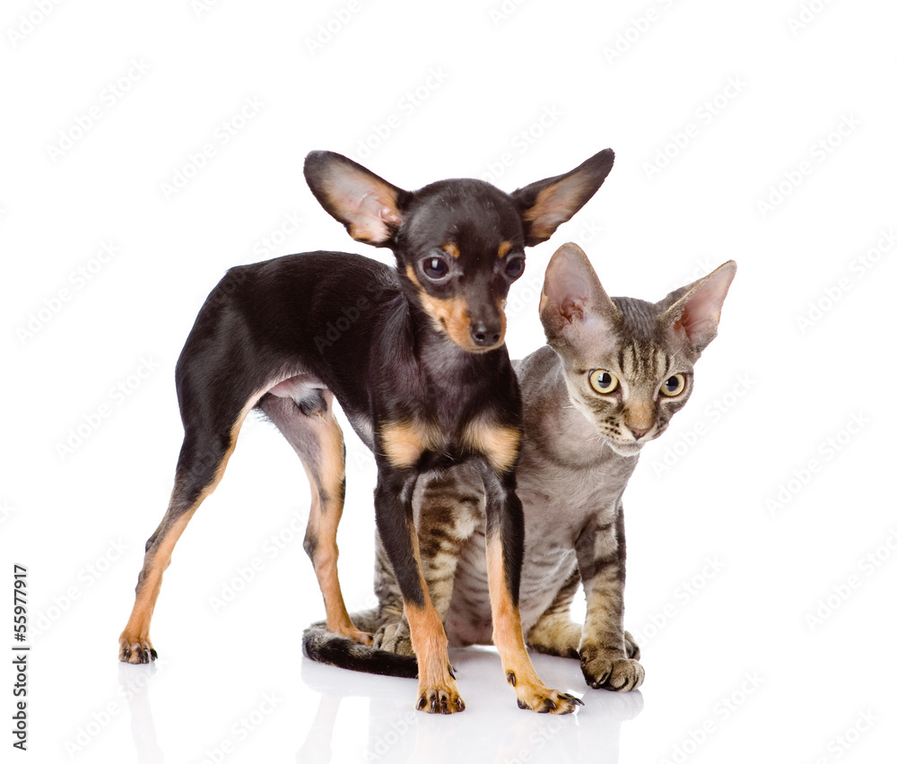 devon rex cat and toy-terrier puppy together. isolated