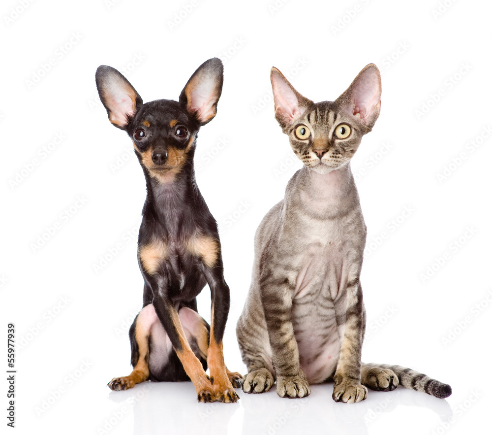 devon rex cat and toy-terrier puppy sitting together. isolated