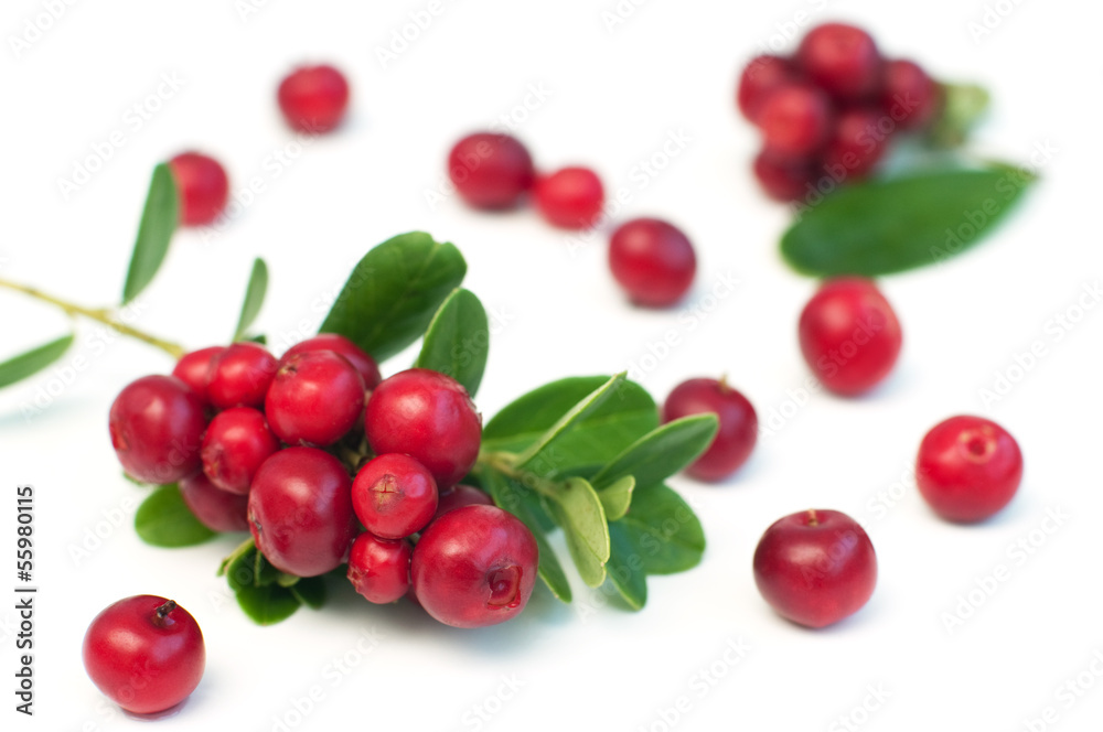 Cowberry Cowberry