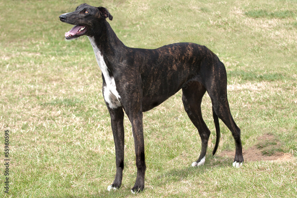 Dark brindle greyhound standing in rough grass