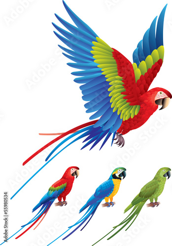 Macaw parrot spread wings and tree sitting Aras